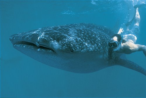 [whale+shark+&+snorkel.bmp]