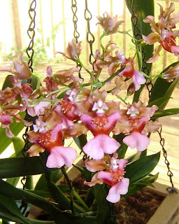 Oncidium Rosy Sunset | From Orchids to Coffee