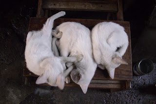 three sleeping white kittens