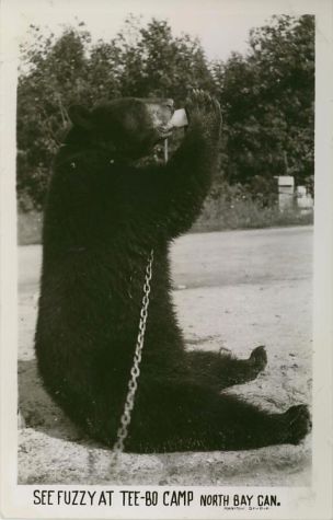 Old Roadside Bear Postcard