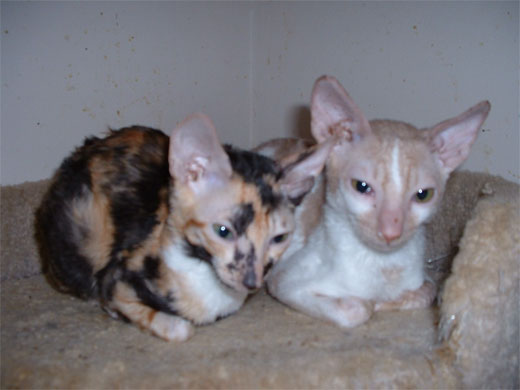 [cornish-rex.jpg]