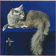 [nebelung2.jpg]
