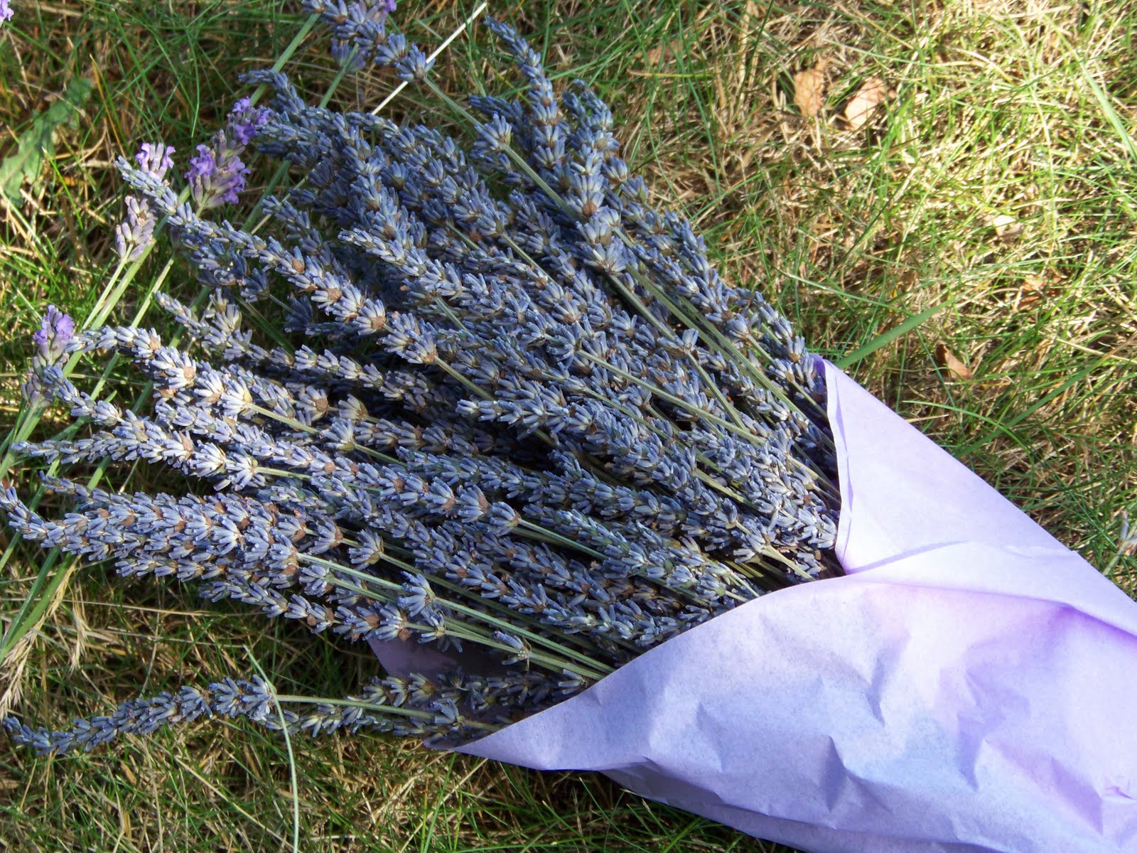 Sauvie Island Lavender Farm