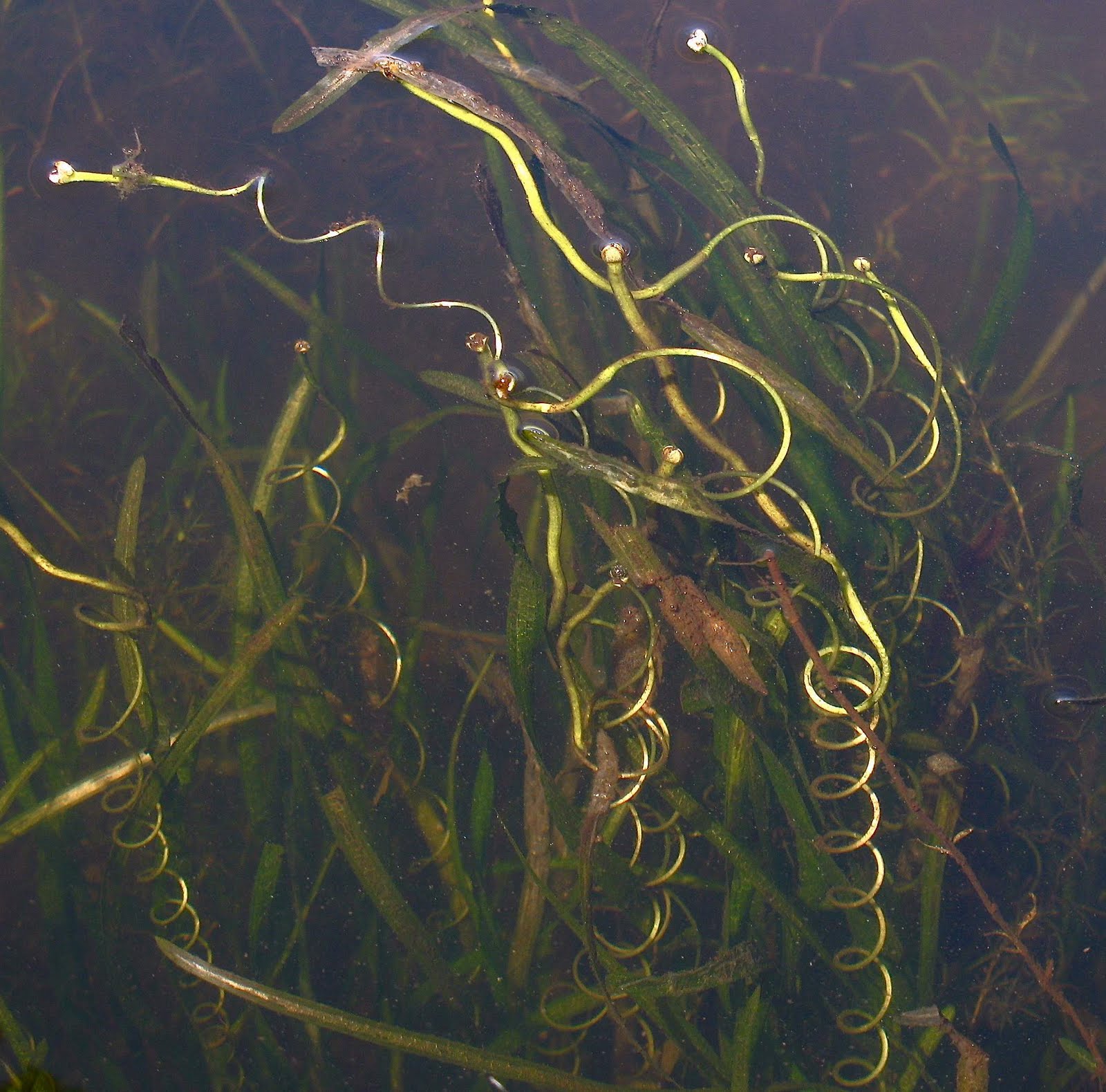 Saratoga woods and waterways Surprise Finds Along the Hudson