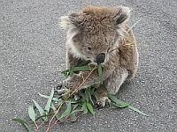BEST PLACE TO SEE KOALAS IN THE WILD - GREAT OCEAN ROAD, AUSTRALIA