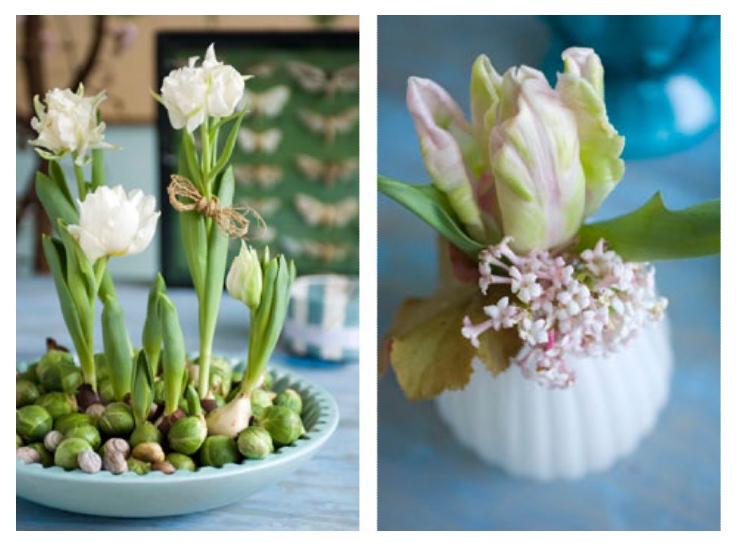 [tulpen+met+spruitjes.jpg]