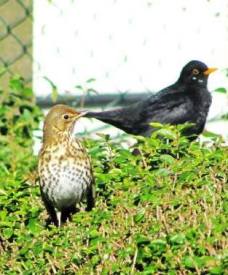 Partial leucistic Black bird at the back?...