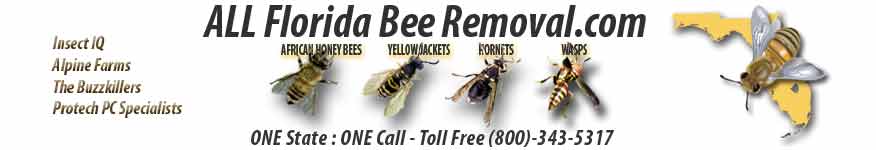 ALL Florida Bee Removal Blog