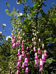 Farolillos