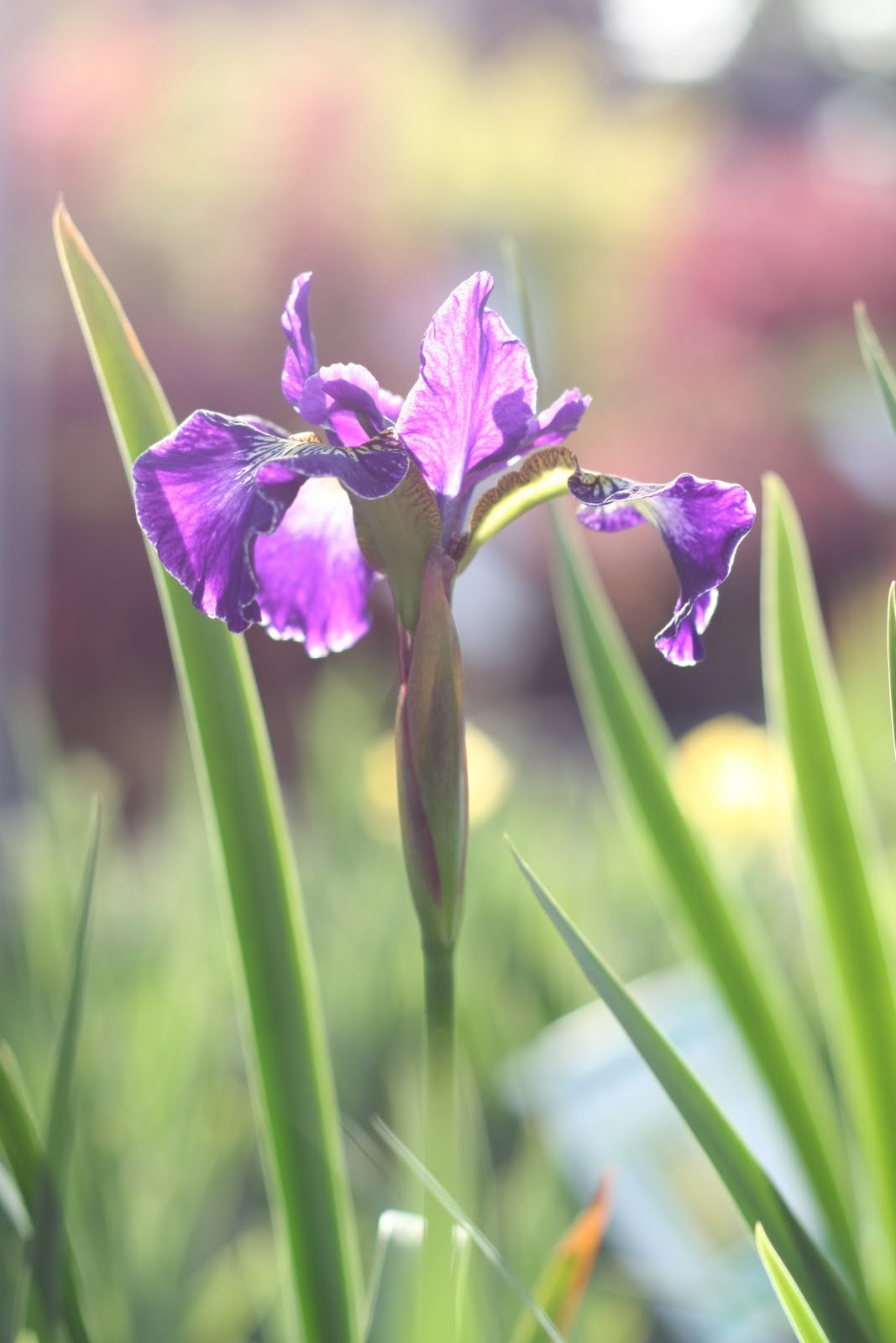 This Journey Spring, Glorious Spring