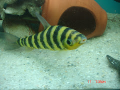 Leporinus-Fasciatus