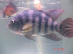 Cichlasoma uropthalmus /  Falso Festae