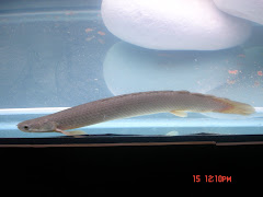 Polypterus senegalus