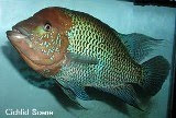 Caquetaia Umbriferus (Umbie, Umbee) / Cichlasoma umbriferum