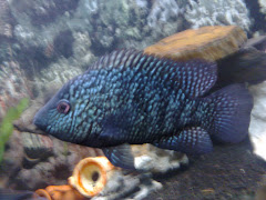 Foto Fábio Rocha / Texas escondido / Herichthys cyanoguttatus