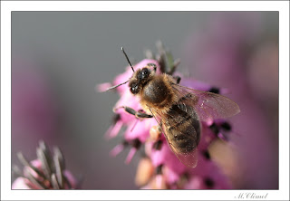 L’abeille