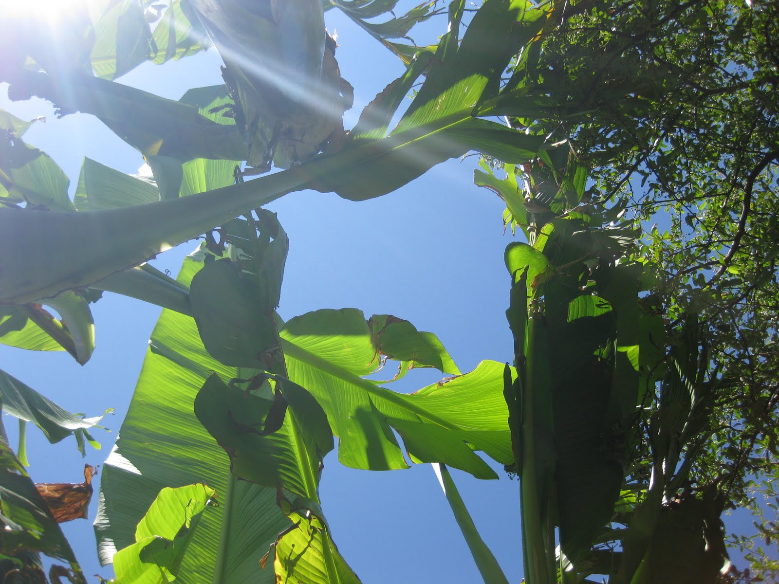 Le blog de Pascale: A banana tree ...