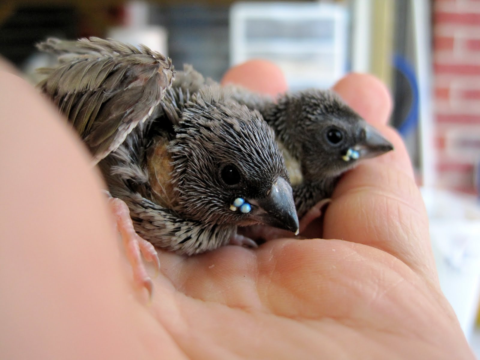 Happy Bird Place Finch and Grasskeet Blog baby pictures