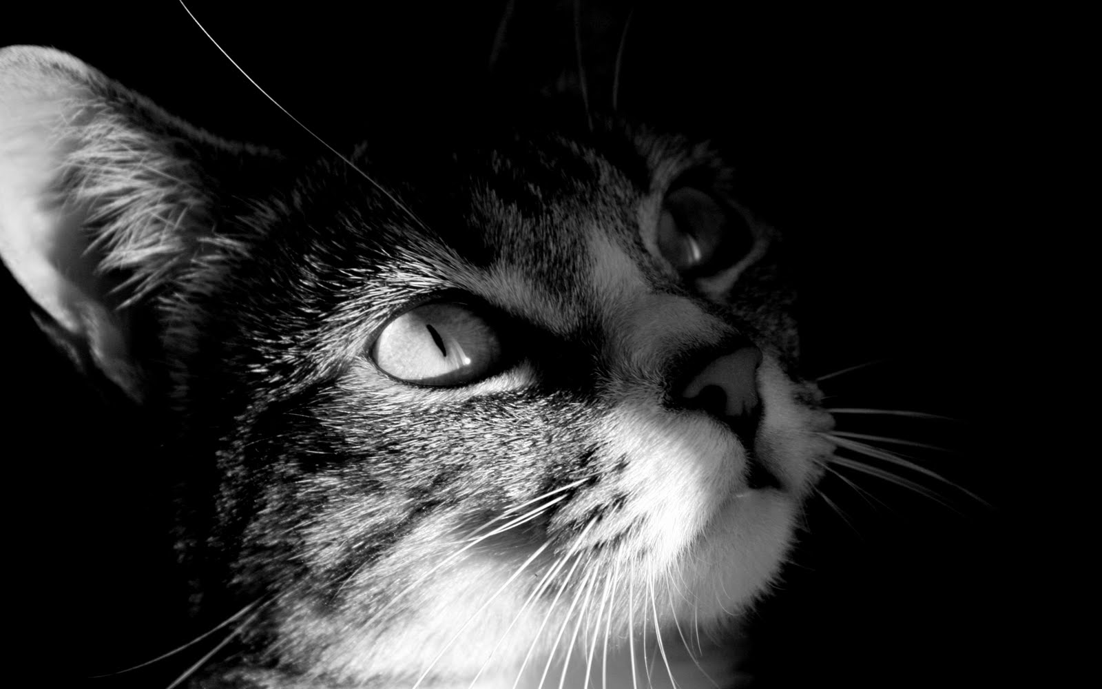 The Cat: Cat HD Wallpapers for Desktop Free