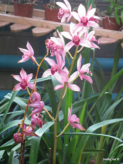 Орхидея Каттлея гибридная