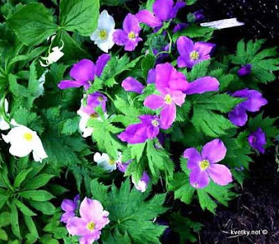 Анемона Glaucidium palmatum