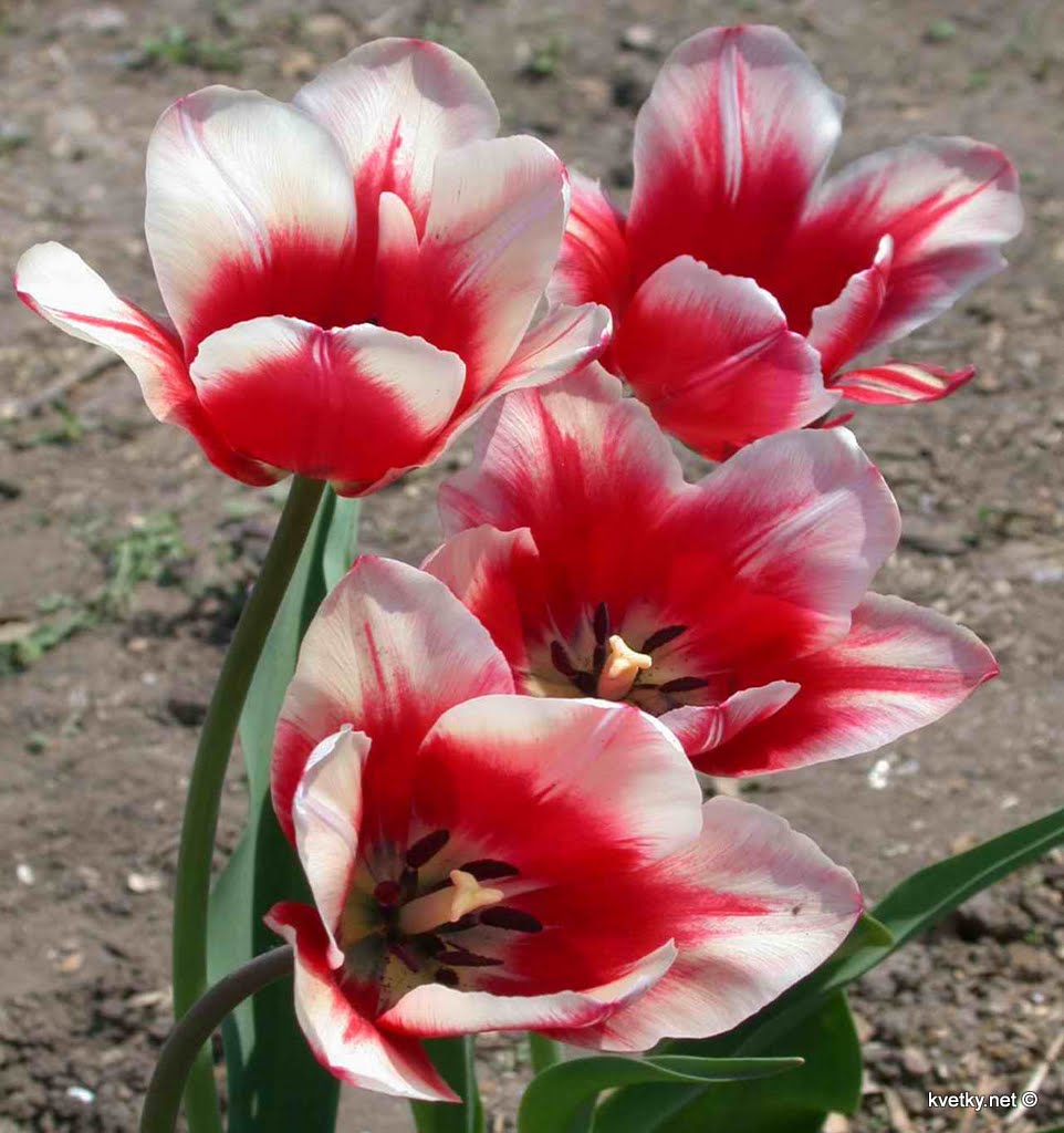 Тюльпан « Цветы