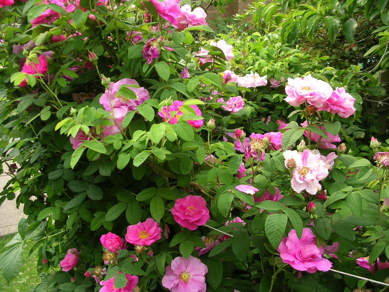 Lemon Verbena Lady's Herb Garden: Herbal Roses Everywhere!
