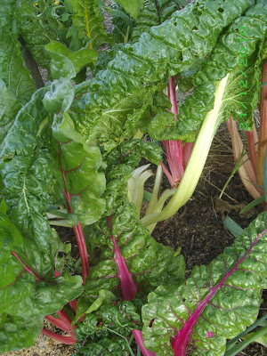 eight acres: top five vegetables for beginner gardeners in the sub-tropics