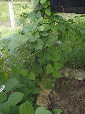 eight acres: top five vegetables for beginner gardeners in the sub-tropics