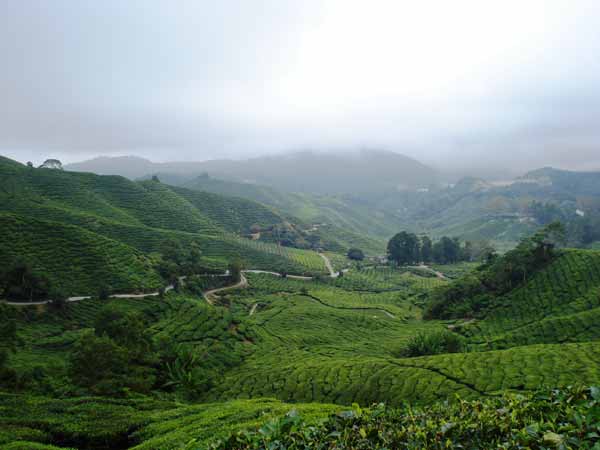 [Cameron-Highlands---Malaysia-054.jpg]