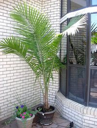 Envirocare4u Majesty Palm Majesty Palm4 Palm Tree Ravenea Rivularis