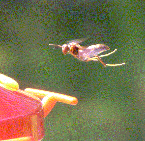 [wasp+at+hummingbird+feeder.gif]