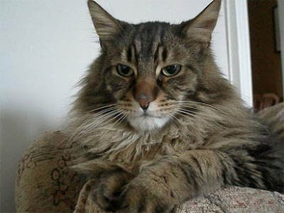 cats facts: Maine Coon Cat