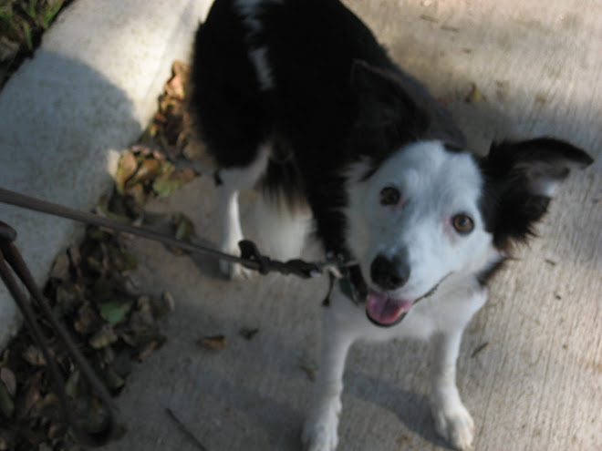 Click to go to Border Collie Save and Rescue
