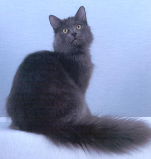 Lovely Animal: Cat Breeds : Nebelung