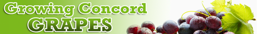 Growing Concord Grapes