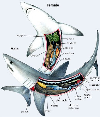  Anatomi  Organ Tubuh Ikan Hiu 