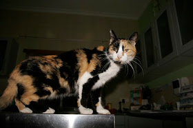 Gato e tartaruga Clearance