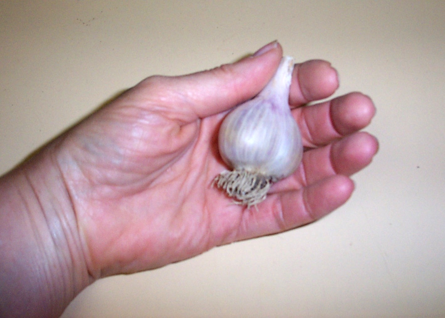 [06+Week+9+-+Garlic.jpg]