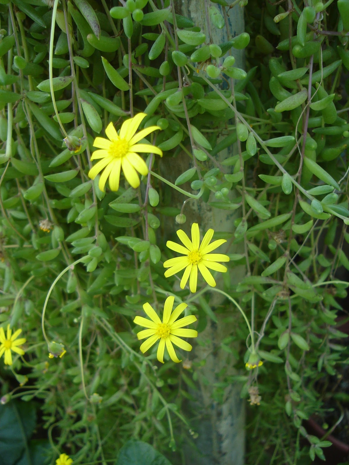 Mis imágenes: Flores