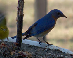 bird feeder bluebirds recipe recipes helped draw bluebird attract