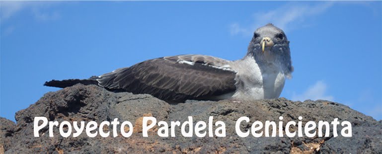 Proyecto Pardela Cenicienta