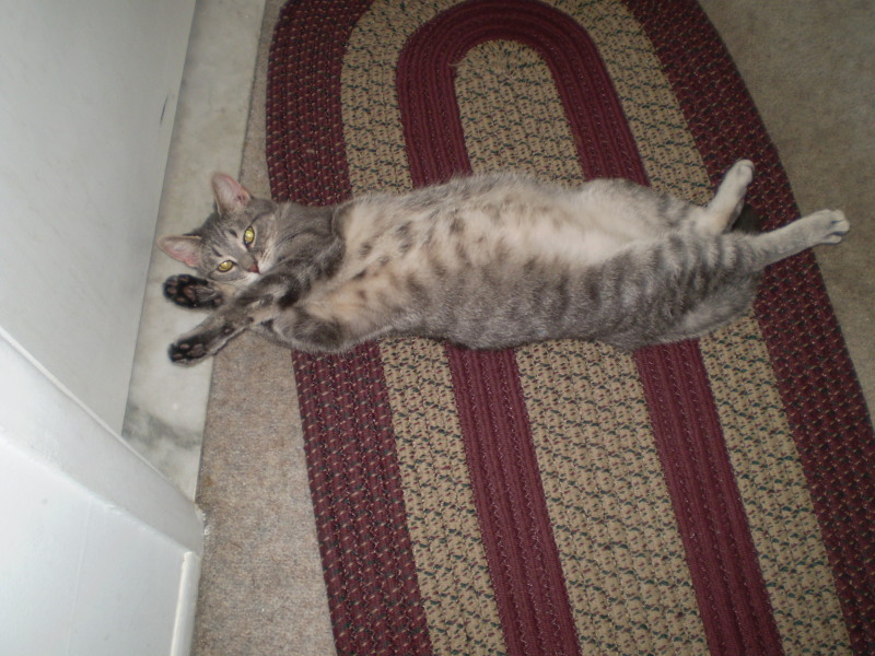 Cat And Dog Chat With Caren April 2010