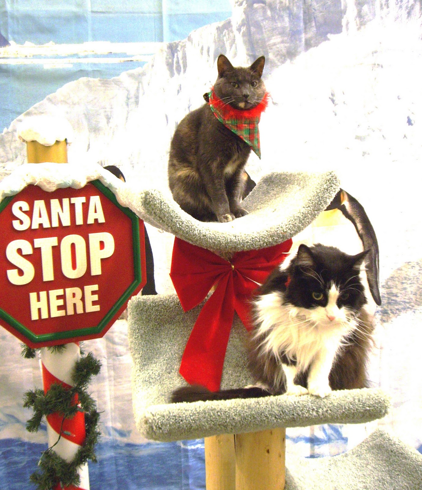 Cat and DOG Chat With Caren Michigan Holiday Adoption/Open House Event