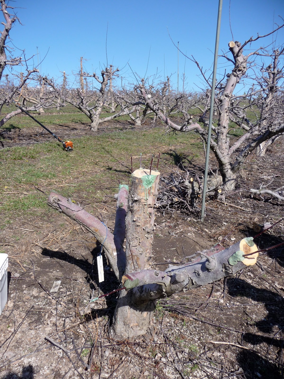 Washington State University Vegetable Grafting Research Project Top