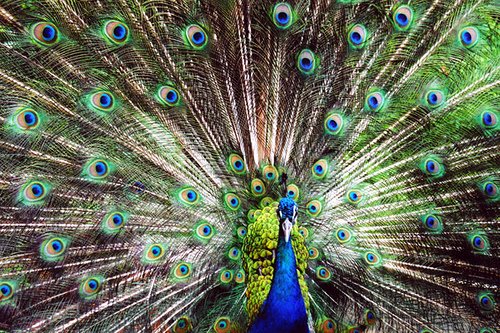 Peacock, Dominica