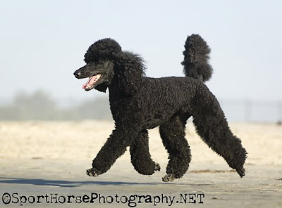 Poodle48_SporthorsePhotography.jpg