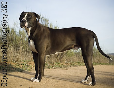 AP029_pitbull_SportHorsePhotography.jpg