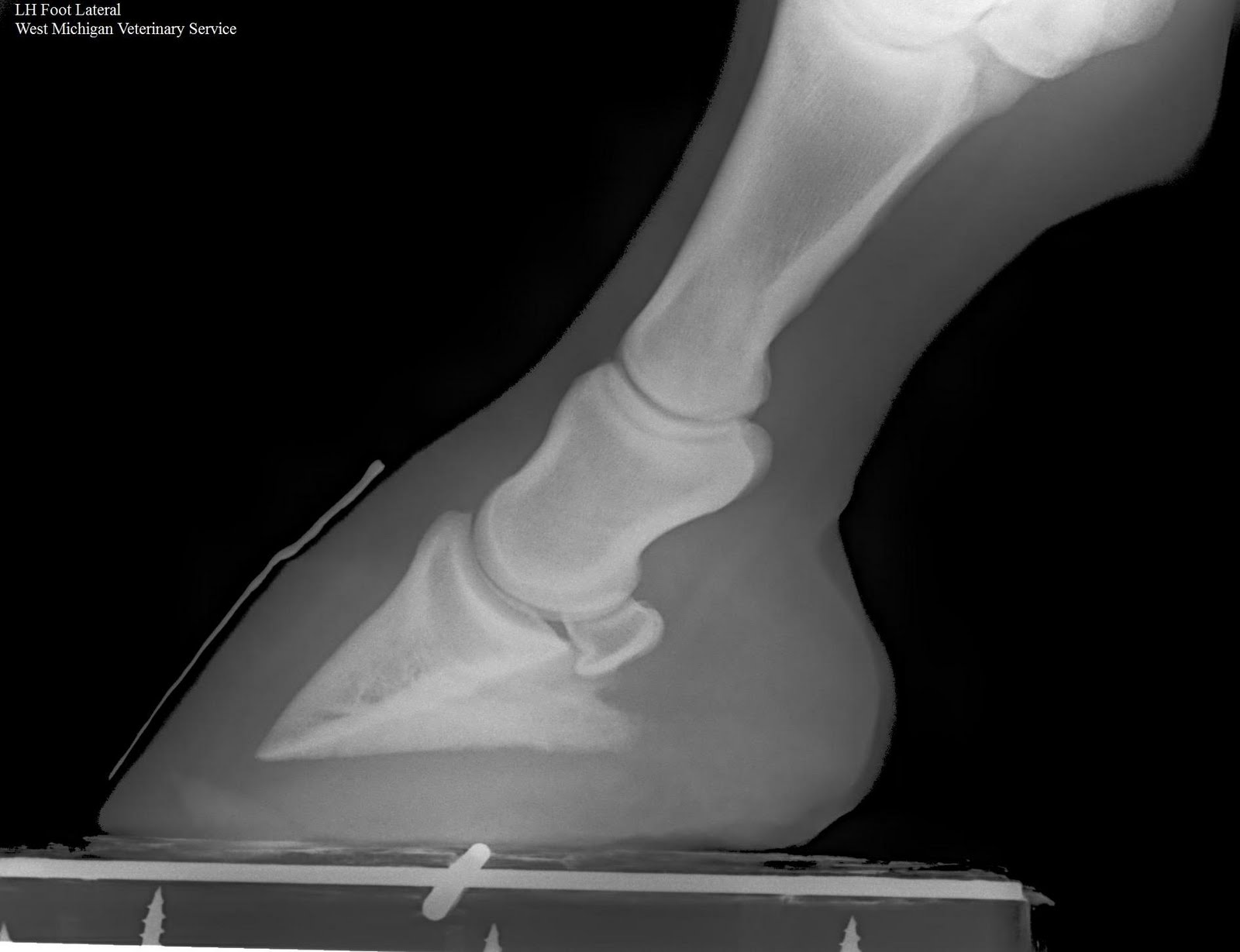 Equine Vet Blog Enter the Digital Age