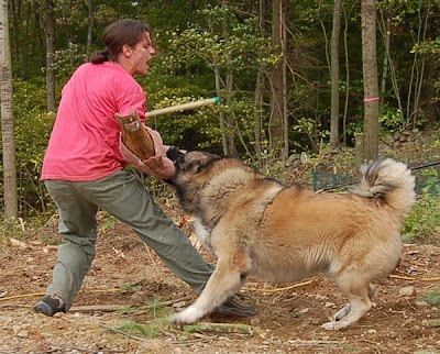 Protection Trained Dogs Uk Protection Trained Dogs Uk